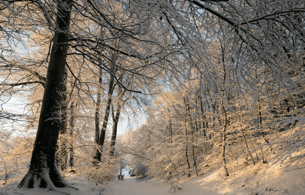 Winter-Proofing Your Home Snowing trees