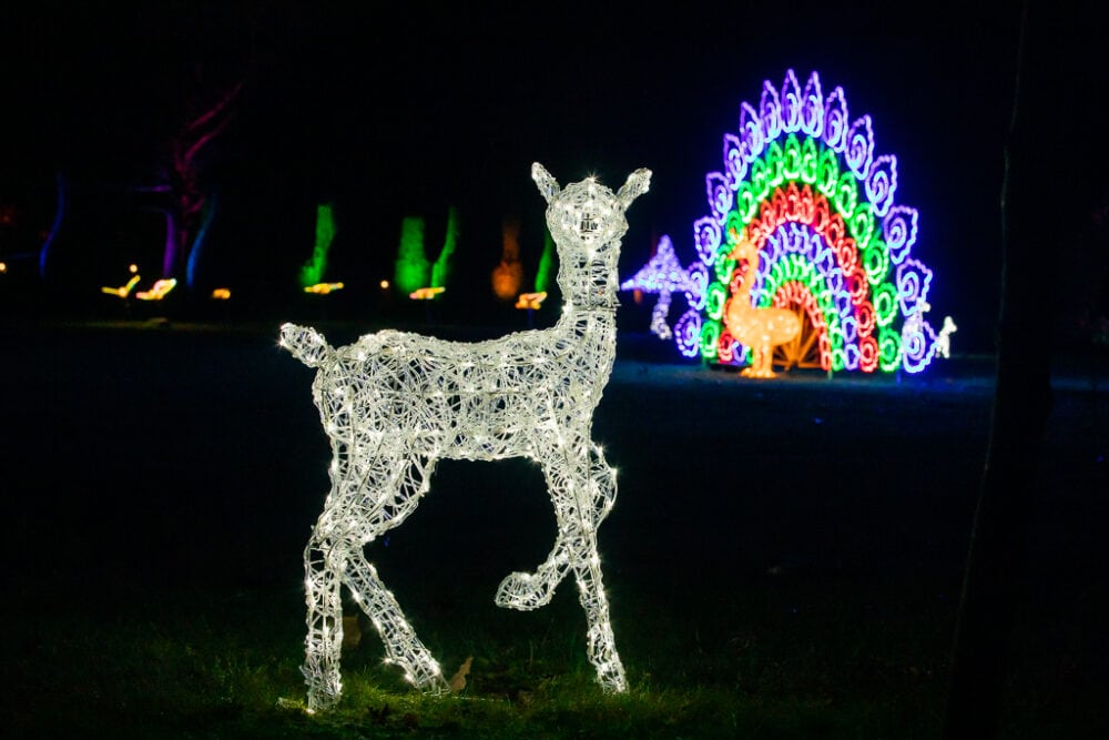 Christmas Lights Hylands Enlightend Christmas Activities in Essex